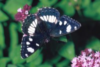 Limenitis reducta