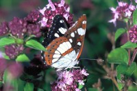 Limenitis reducta