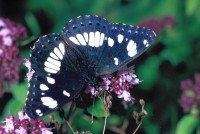 Limenitis reducta