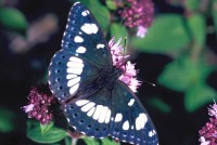 Limenitis reducta