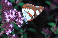 Limenitis reducta