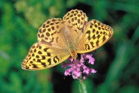 Argynnis paphia