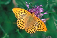 Argynnis paphia