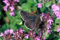 Lycaena tityrus