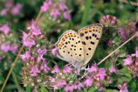 Lycaena tityrus