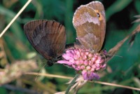 Erebia aethiops