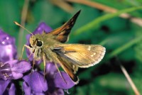 Hesperia comma