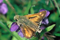 Hesperia comma