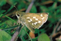 Hesperia comma