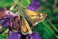 Hesperia comma