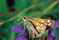 Hesperia comma