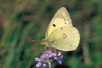 Colias hyale