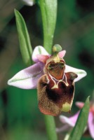 Ophrys holoserica subsp. heterochila