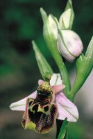 Ophrys holoserica subsp. heterochila