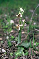 Ophrys holoserica subsp. heterochila