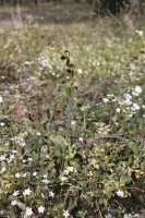 Ophrys fusca