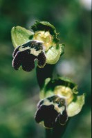 Ophrys fusca