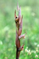 Serapias bergonii