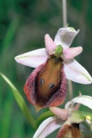 Ophrys lucis