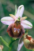 Ophrys lucis