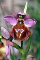 Ophrys lucis