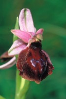 Ophrys lucis