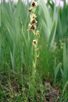 Ophrys levantina