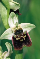 Ophrys levantina