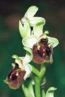 Ophrys levantina