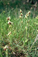 Ophrys levantina