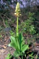 Orchis punctulata