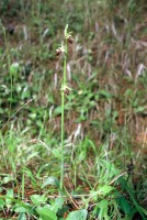 Ophrys mammosa subsp. posteria