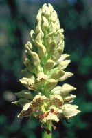 Orchis punctulata