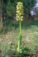 Orchis punctulata