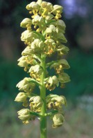 Orchis punctulata