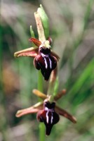 Ophrys mammosa subsp. posteria