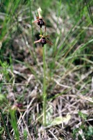 Ophrys mammosa subsp. posteria