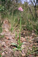 Neotinea tridentata