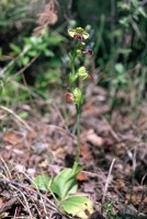 Ophrys israelitica