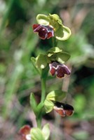 Ophrys israelitica