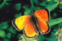 Lycaena ottomanus