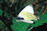 Pieris napi