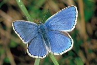 Lysandra bellargus