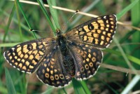 Melitaea cinxia