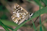 Pyrgus malvae