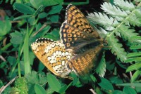 Melitaea cinxia