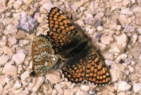 Melitaea cinxia