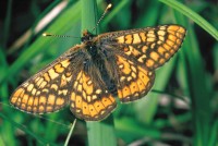 Eurodryas aurinia