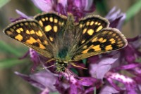 Carterocephalus palaemon
