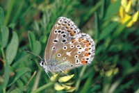 Lysandra bellargus